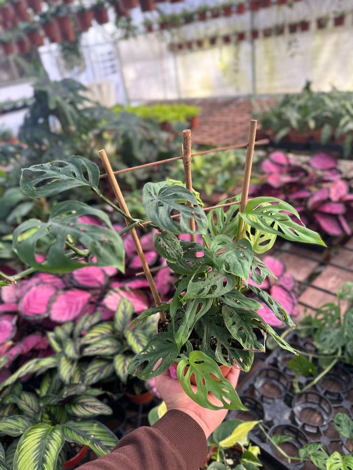 Trellis Monstera Esqueleto - 6" from MyPlants for wholesale by MyPlants LLC