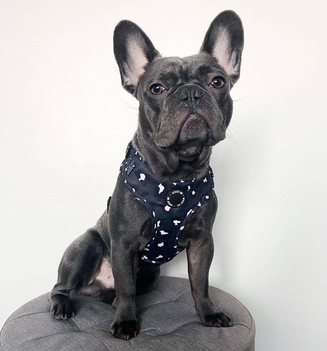 WOOF INC – Großhandel Haustiergeschirr – Hund – Midnight Black Verstellbares Hundegeschirr mit Leopardenmuster6