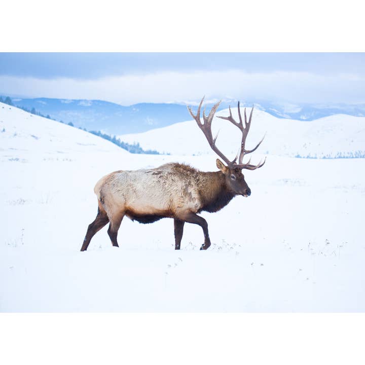 Wapiti d'hiver pour la vente par Laurie Childs Photography