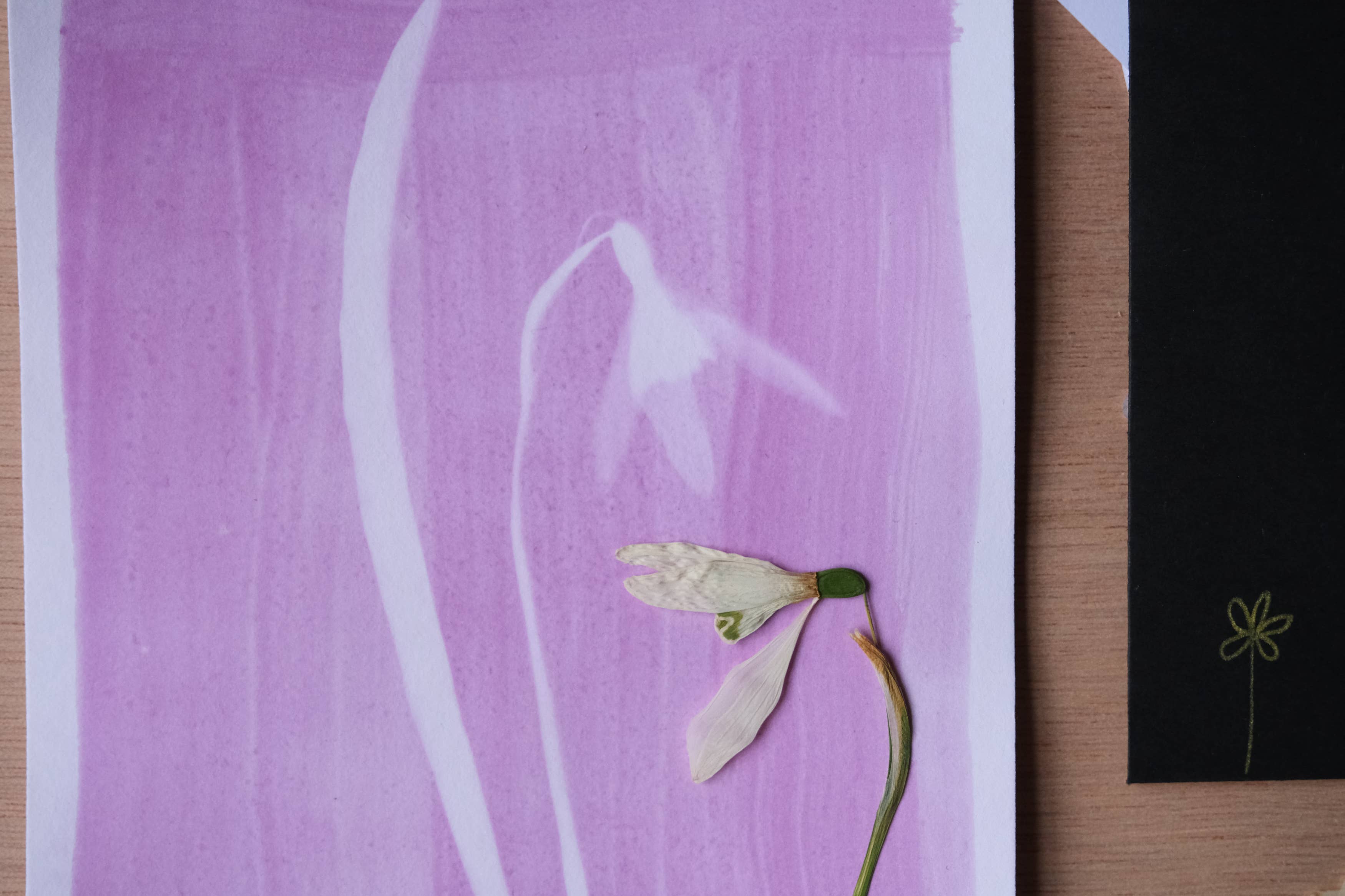 L'Atelier des Epatants - Venta al por mayor Kit de manualidades - Kit mini rosatype: como el cianotipo pero en rosa2