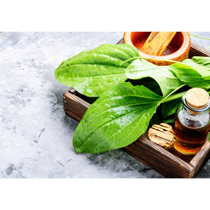 Wild Roots Herbal Care - Wholesale Healing Salve/Balm/Cream - Boo Boo Salve (All Purpose)