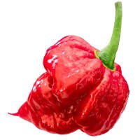 Ocean State Pepper Co. - Wholesale Dried spice - Devil Dust - Superhot Chili Powder4