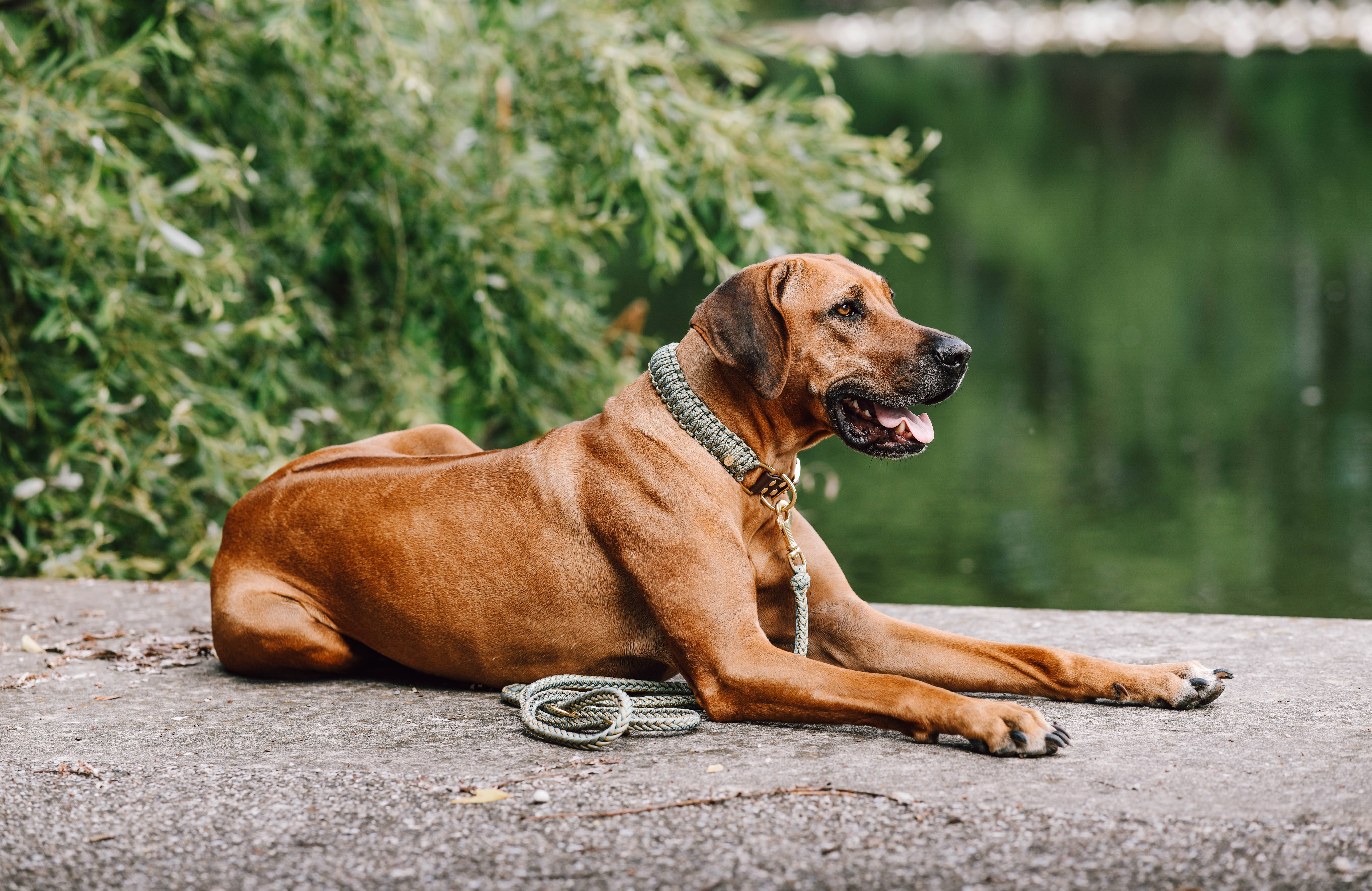 Lulein - Wholesale Pet Leash - Dog - Fishbone Salamander14