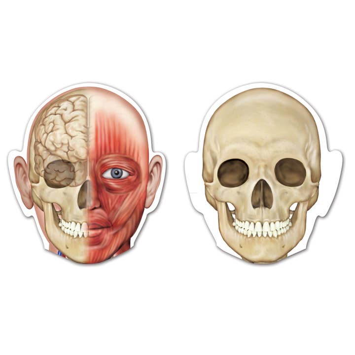 Double-Sided Magnetic Human Body for wholesale by Learning Resources