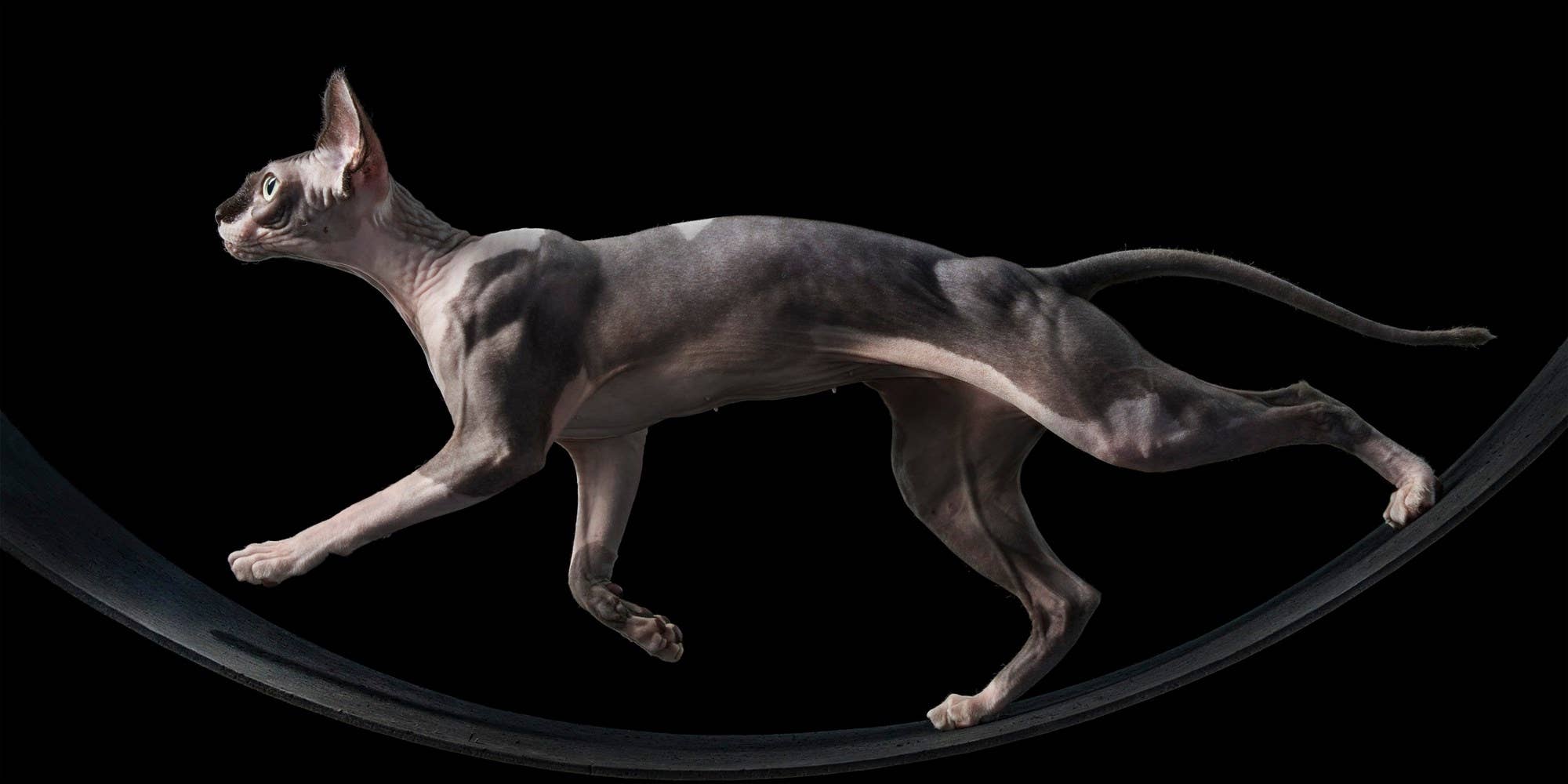 Abrams - Wholesale Display Book - Feline7