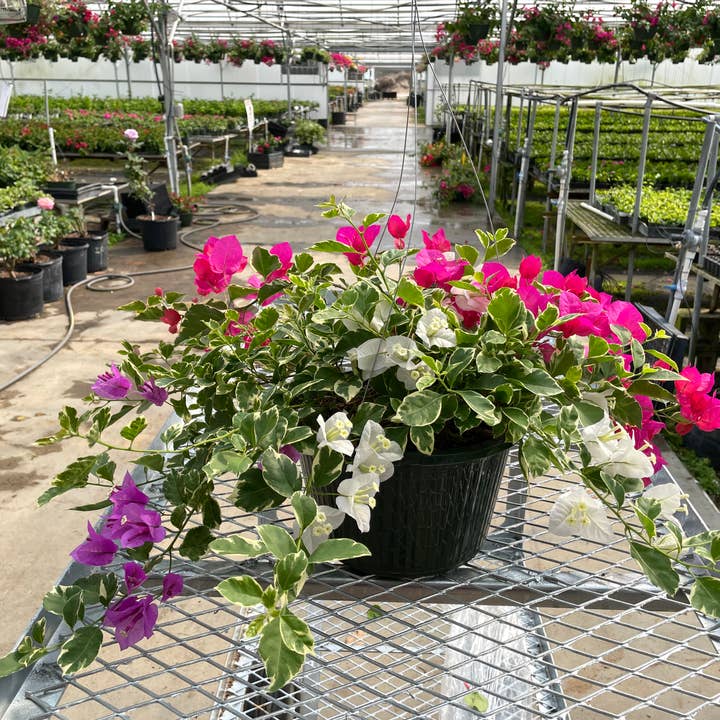 O F Nelson’s - Wholesale Live Plant - 10" Bougainvillea HB2
