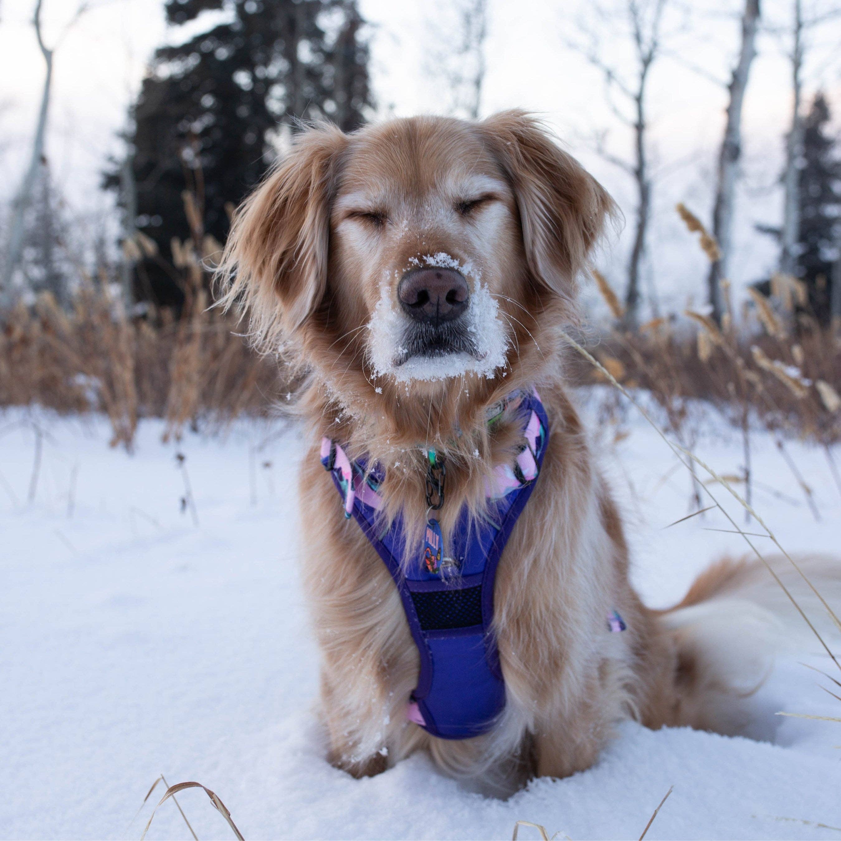 Wildside Dog Gear - Wholesale Pet Harness - Dog - Mt. Milly Dog Harness with Handle For Active Dogs 2