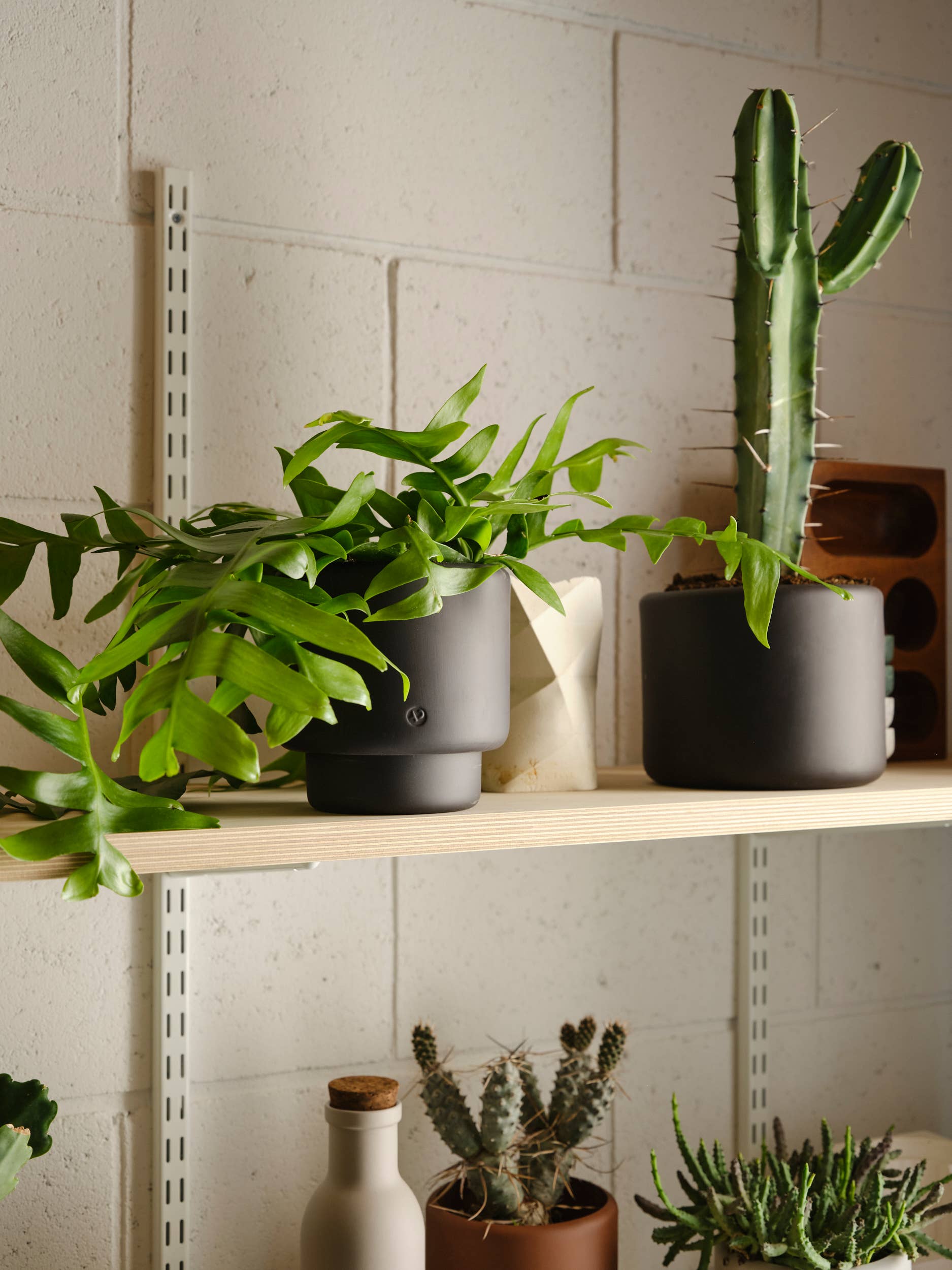 Aaron Probyn - Venta al por mayor Macetas - Maceta de porcelana BOTANY MEDIANA2