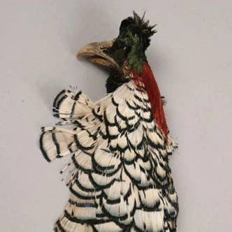 Lady Amherst Pheasant Crest #1 - Natural for wholesale by Zucker Feather Products