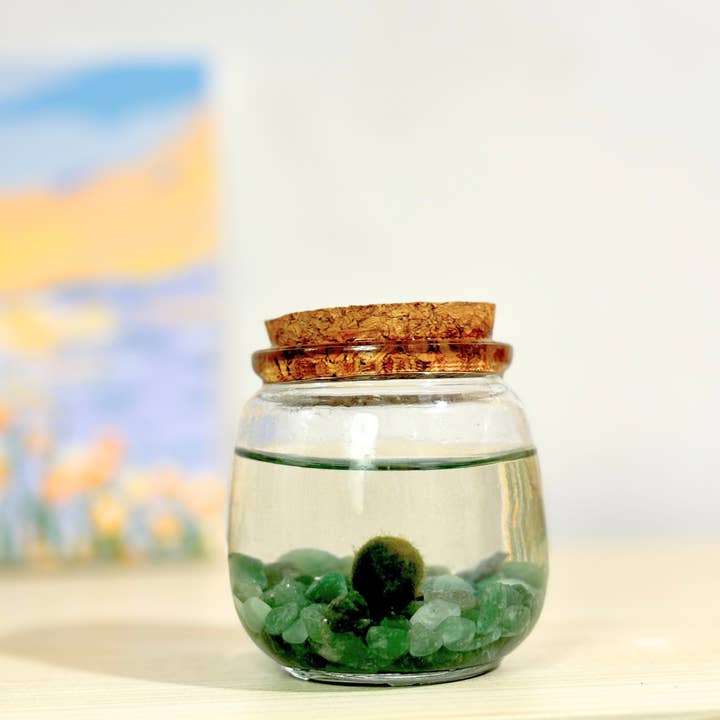 Medium Marimo Moss Ball Terrarium with Aventurine Gemstones for wholesale by Moss Amigos | Moss Ball Terrariums