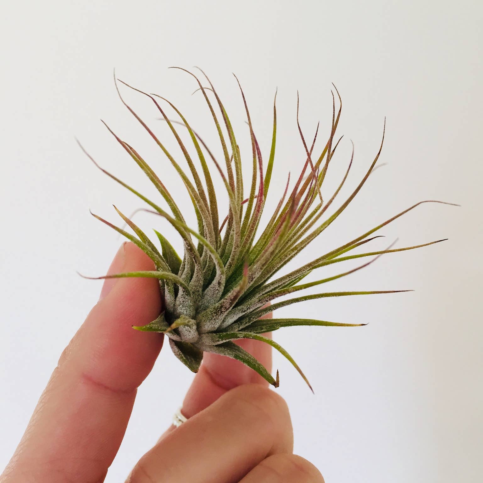 Mahalo Market - Venta al por mayor Plantas naturales - Conjunto de plantas aéreas - Paquete de 10 plantas sueltas al por mayor4