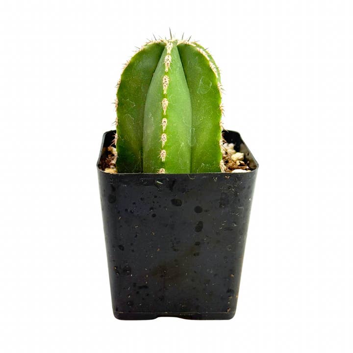 Mexican Fence Post Cactus | 2.5 inch | Pachycereus marginatus for wholesale by Succulent Wholesale