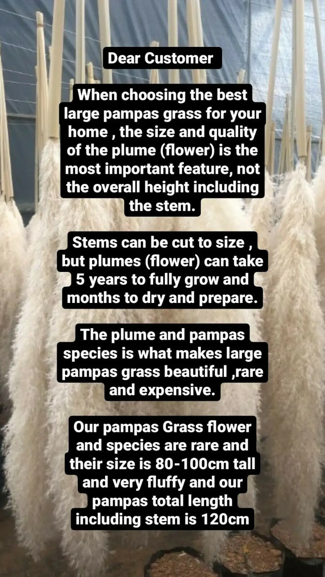 LoveProducts Ltd - Wholesale Dried/Pressed Flowers - Pampas Grass White Large Fluffy Dried Reed home decor Boho8