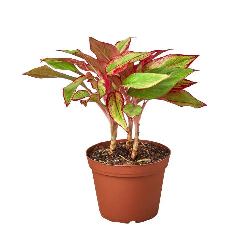 House Plant Wholesale - Wholesale Live Plant - CH EVERGREEN RED SIAM 6-inch