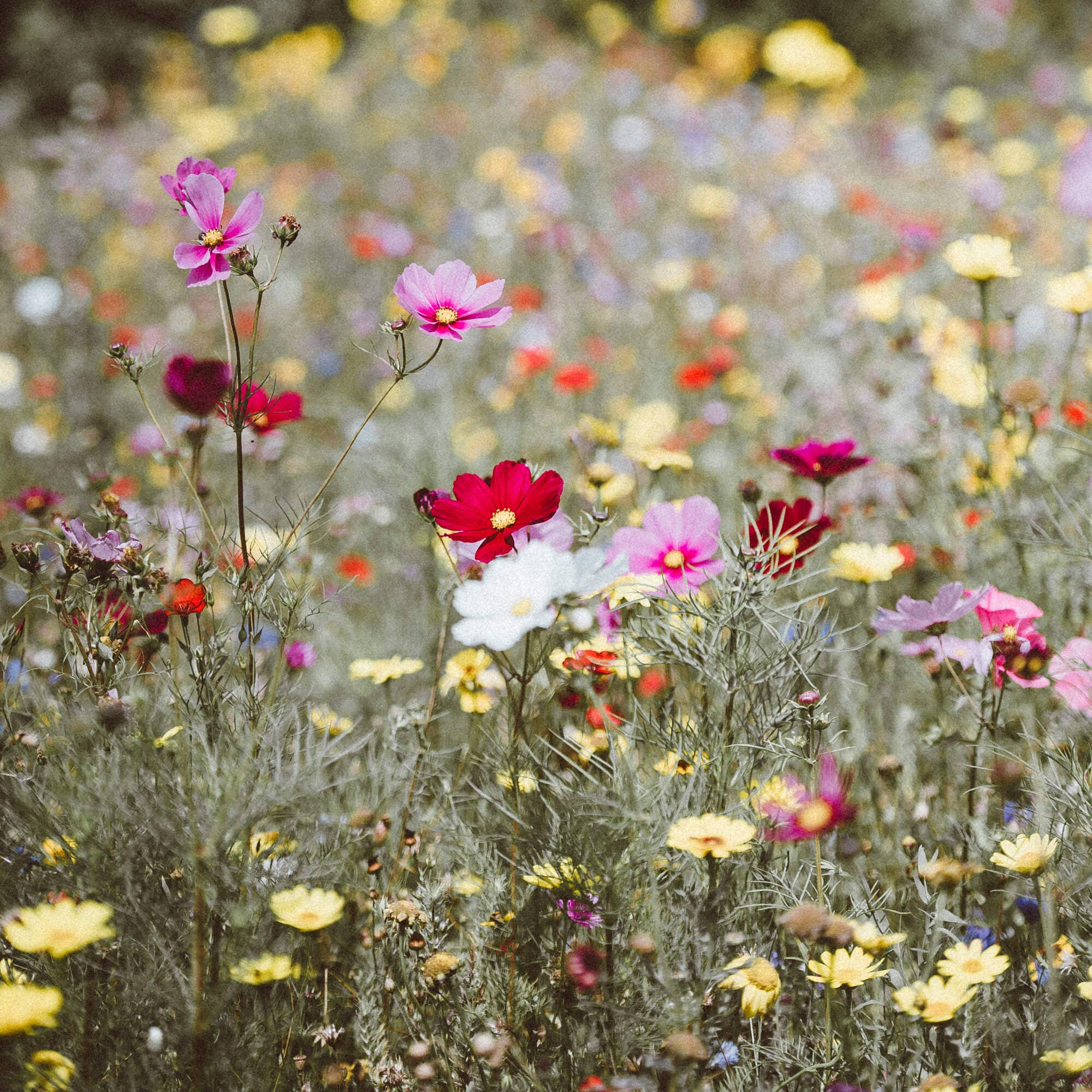 SG HOGAR – wholesale Påslakan – Siurana påslakan i 300-trådig poplin8