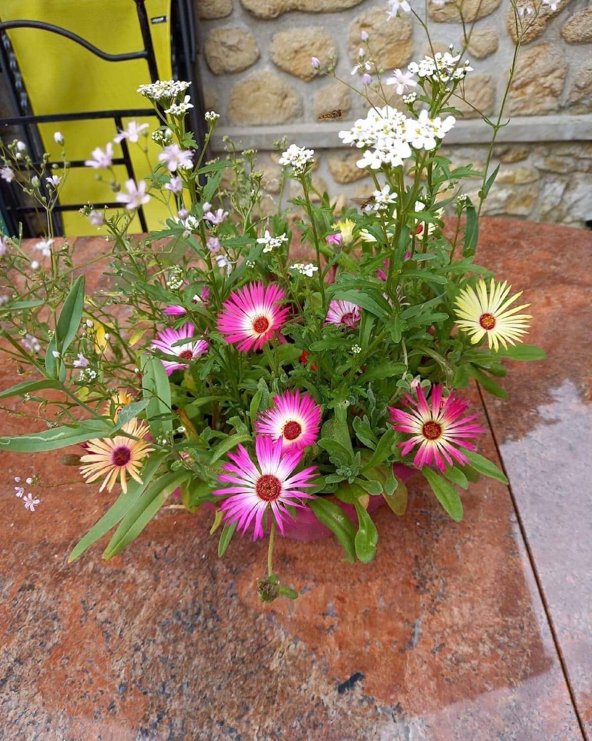 Les cartes de Lulu – Engroshandel Julekort – „Mannala“ frøet plantekort1