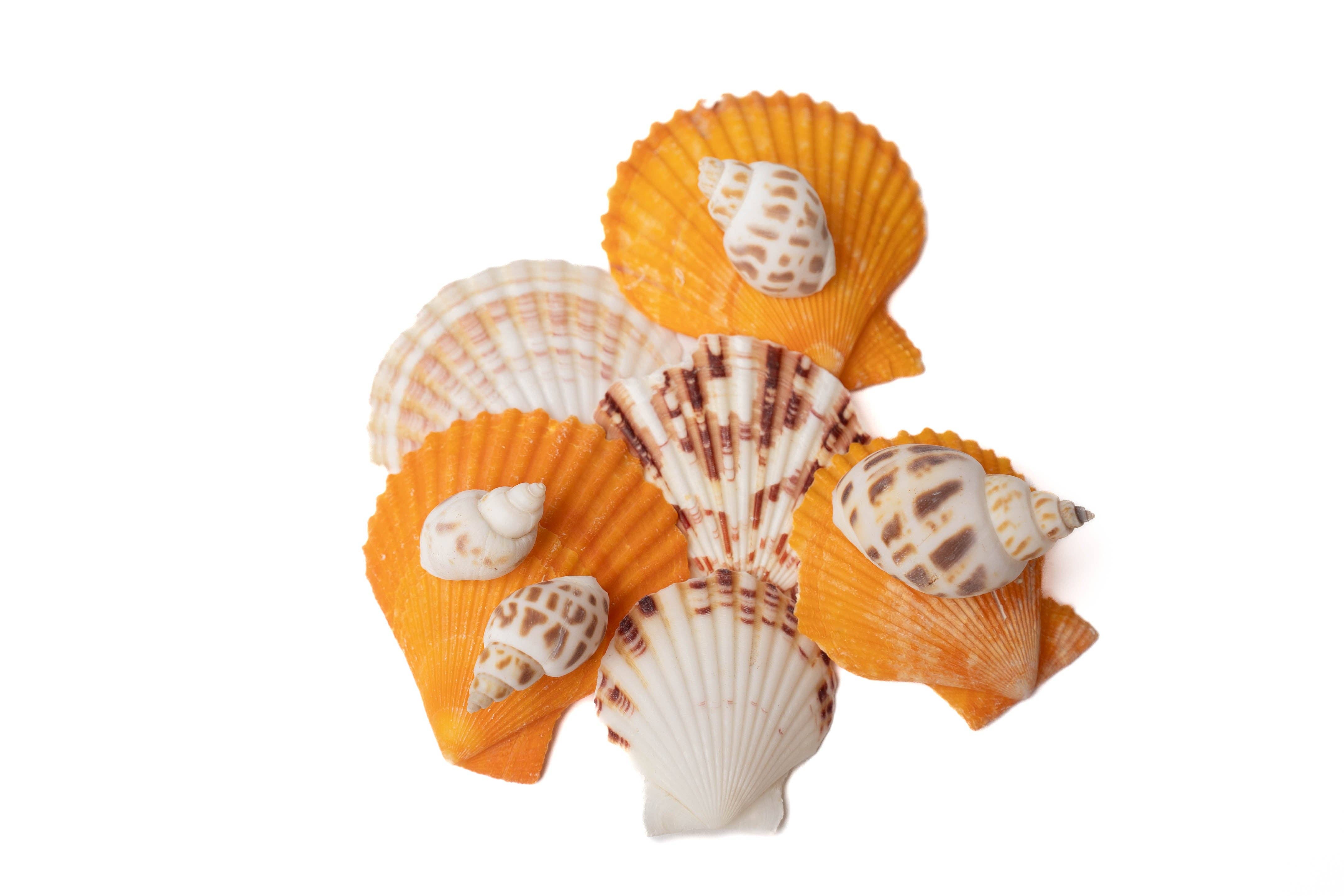 Meemzy Magic - Wholesale DIY craft kit – Child - Mermaid Under The Sea Adventure8