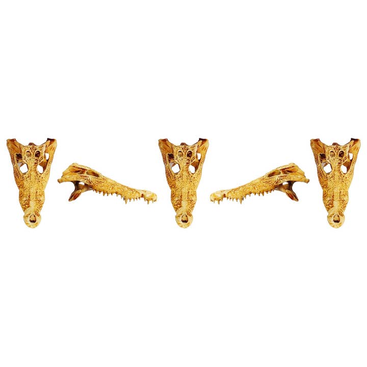 The Scale Grail - Wholesale Decorative Figurine - Crocodile Skull - 1:12 scale replica reptile skull for diorama, dollhouse, terrariums, art craft supplies curiosities oddities (set of 5)