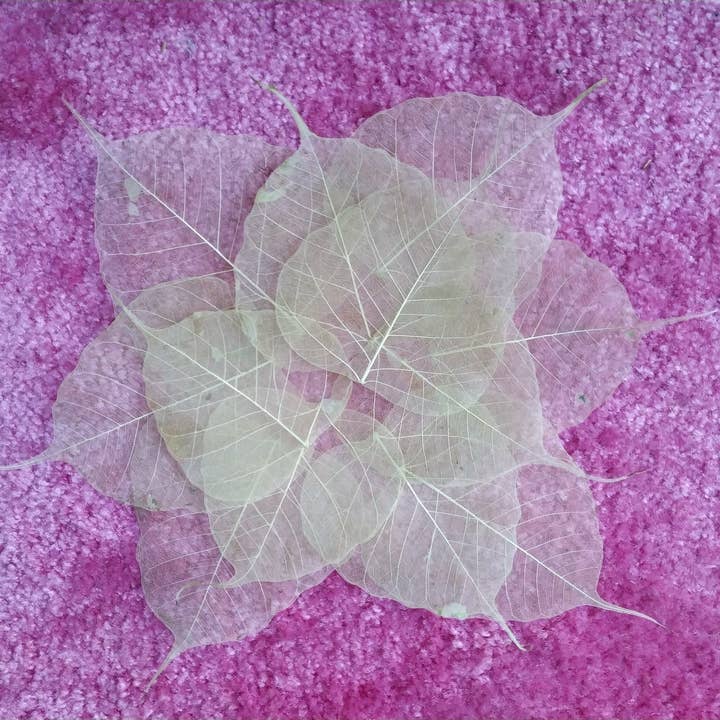 Feuilles de squelette de Bodhi, originaires du Sacré Arbre Bodhi pour la vente par Kuutaa - ForeverGreen