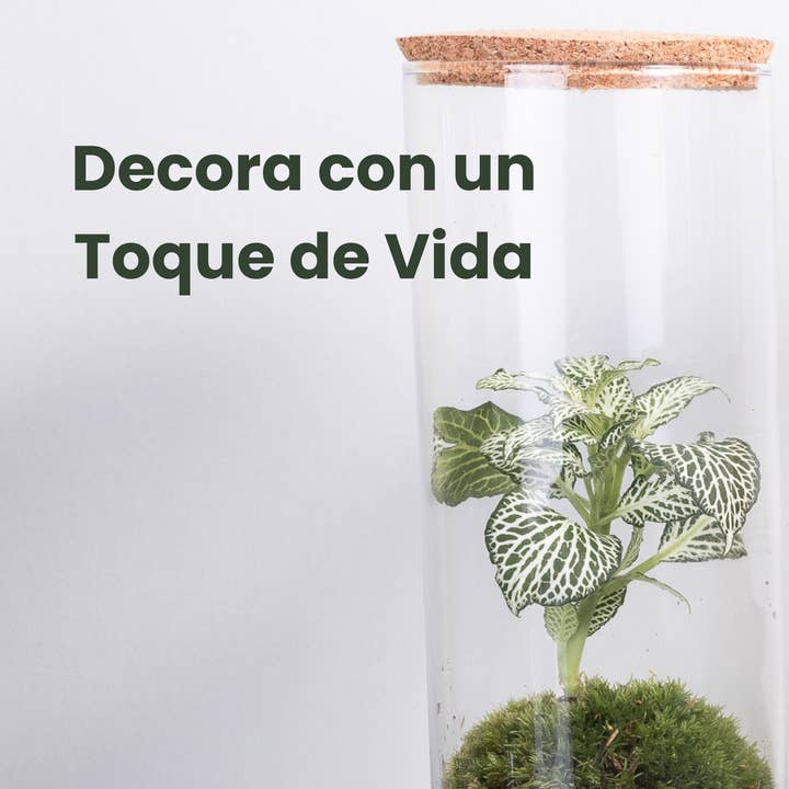 Ecodecs - Wholesale Terrarium - Self-sufficient terrarium with phytonia - EcoTerra2