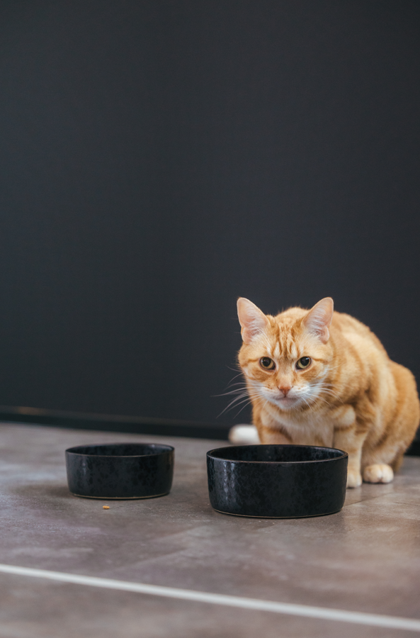 AVA bowls - Wholesale Pet Bowl - Cat/Dog - Ceramic food bowl Wolf4