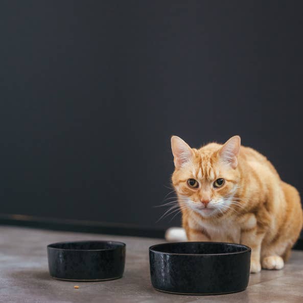 AVA bowls - Wholesale Pet bowl – Cat/dog - Ceramic food bowl Wolf4