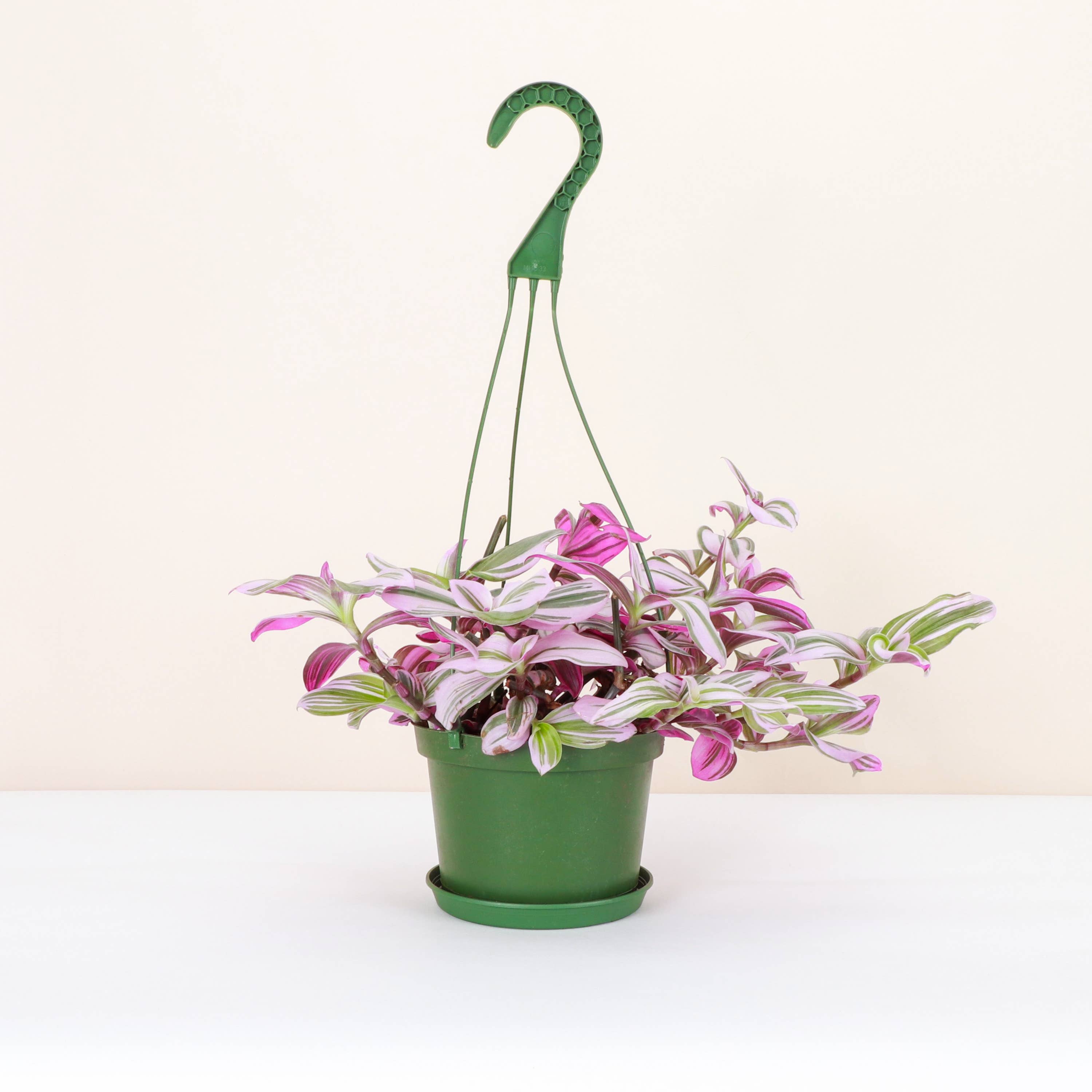 Thorsen's Greenhouse - Wholesale Live Plant - Tradescantia Hanging Basket - 6" Live Plant4