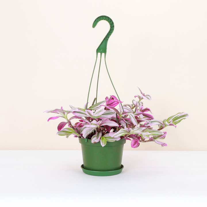 Thorsen's Greenhouse - Wholesale Live Plant - Tradescantia Hanging Basket - 6" Live Plant4