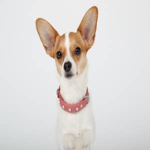 Rhinestone and Pearl Dog Collar Unique Dog Collars Medium 