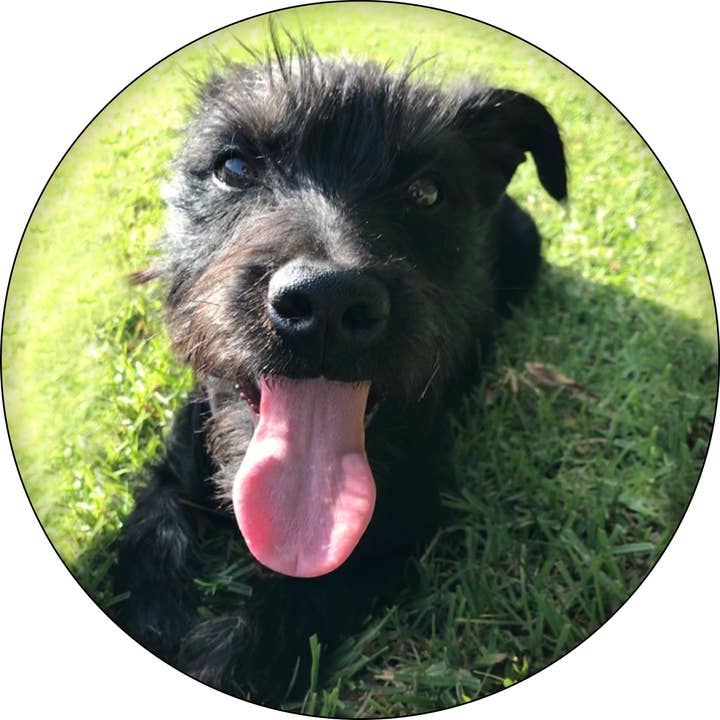 Pin-on Button - 1.25 Inch - Louie Dog - Best Rescue Dog Ever for wholesale by Square Deal Recordings & Supplies