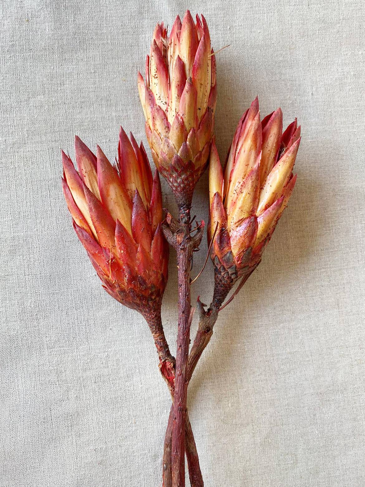 Bloomist - Wholesale Dried/pressed flowers - Dried Protea Flowers0