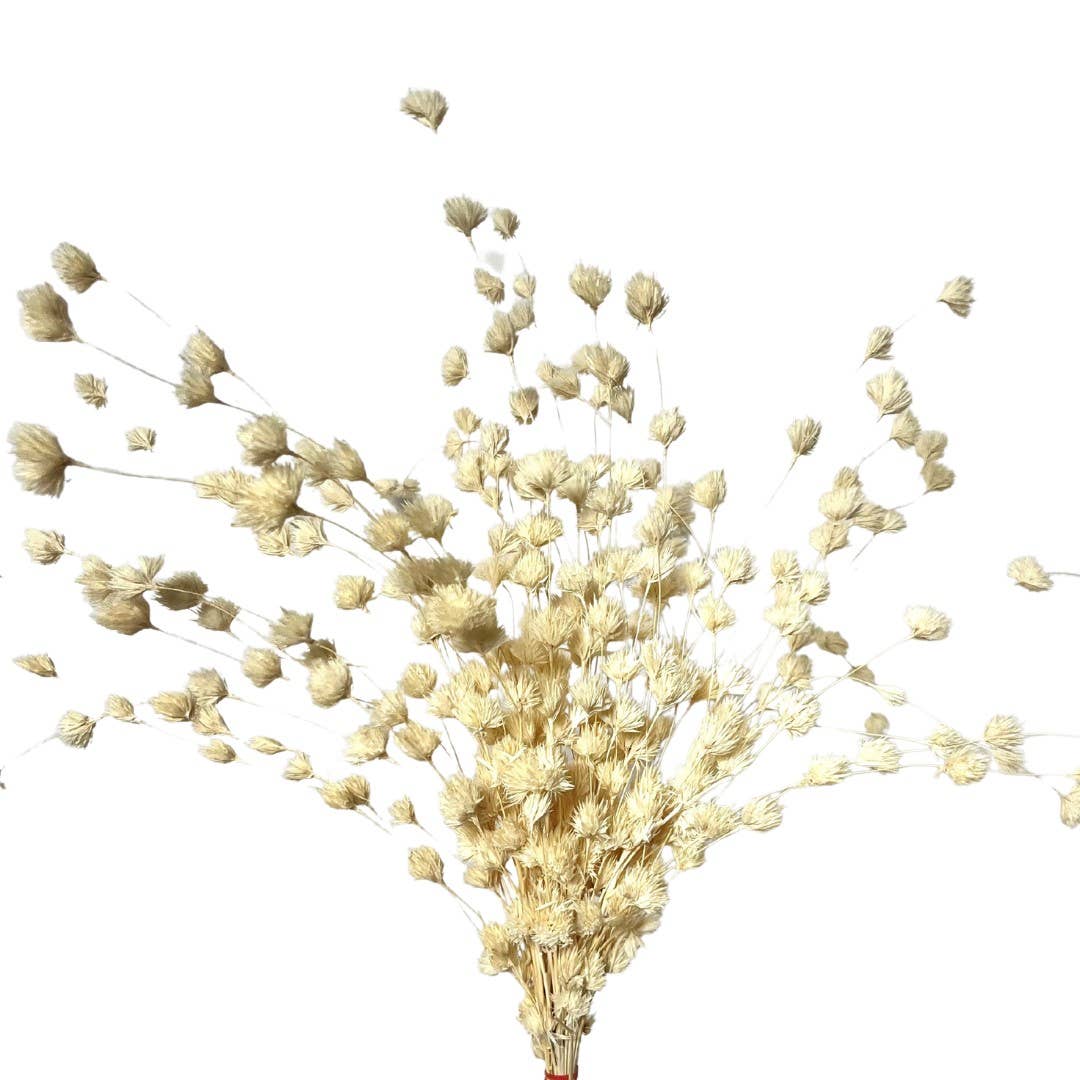 Blekt Gråtande bambu för wholesale på Faire0