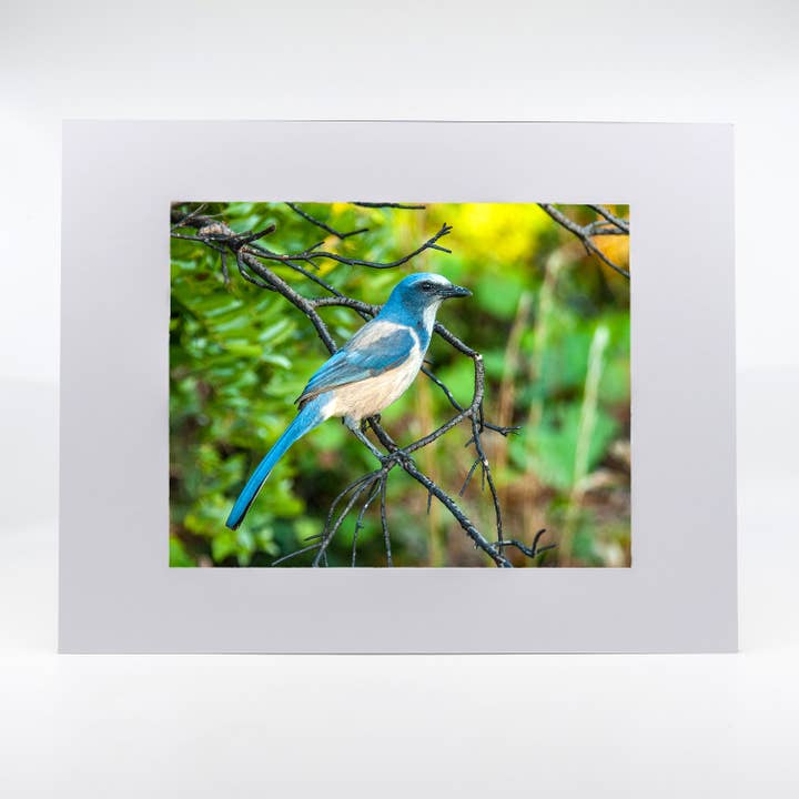 Artwork-Florida Scrub Jay for wholesale by Mike Ring Photography