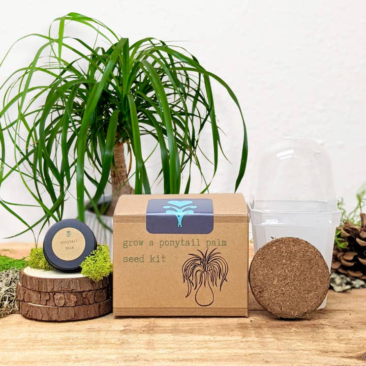 Plantflix - Wholesale Plant Seeds - Houseplant Seed Kit 9