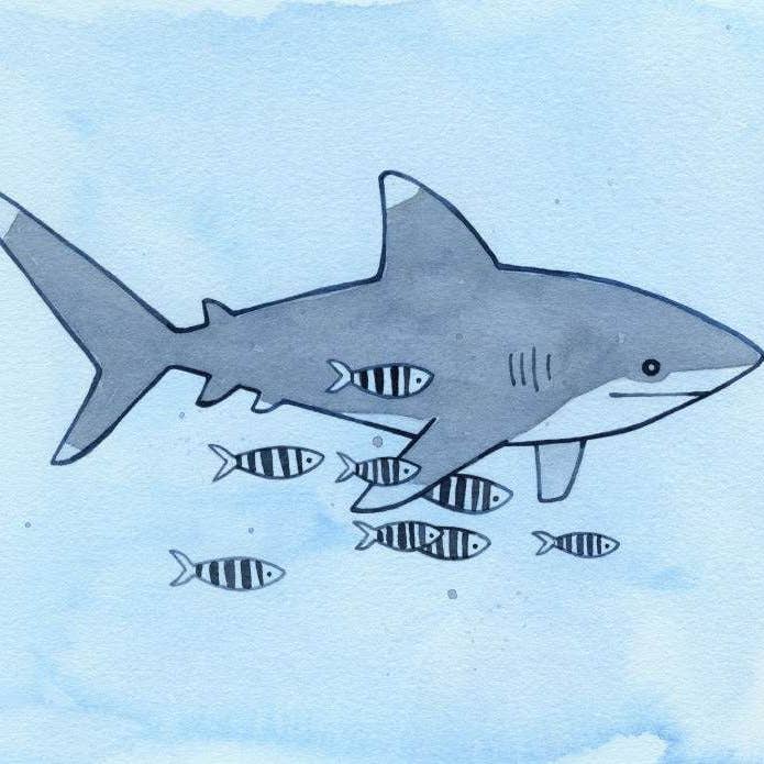 Studio Tuesday - Wholesale Art Print - Shark Illustration Print, White Tip Shark with Pilot Fish