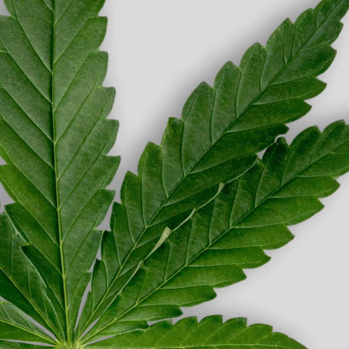 SOWE Botanic Lab - Vente Huile pour le visage - Huile de chanvre bio1