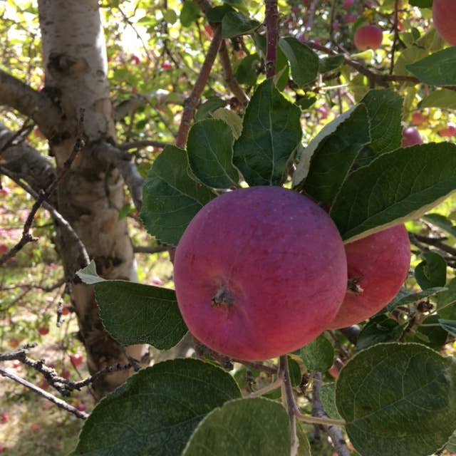 Potting Shed Creations, Ltd. - Wholesale Plant Seeds - Tree To Be | Apple | Teacher Thank you gift | Kid Activity4