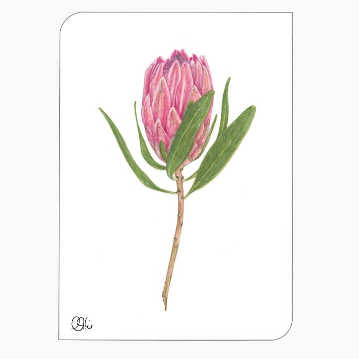 Blütenpostkarte - pink-grün - Protea Aquarell - Din A6 für den Großhandel von christine wiegelmann design