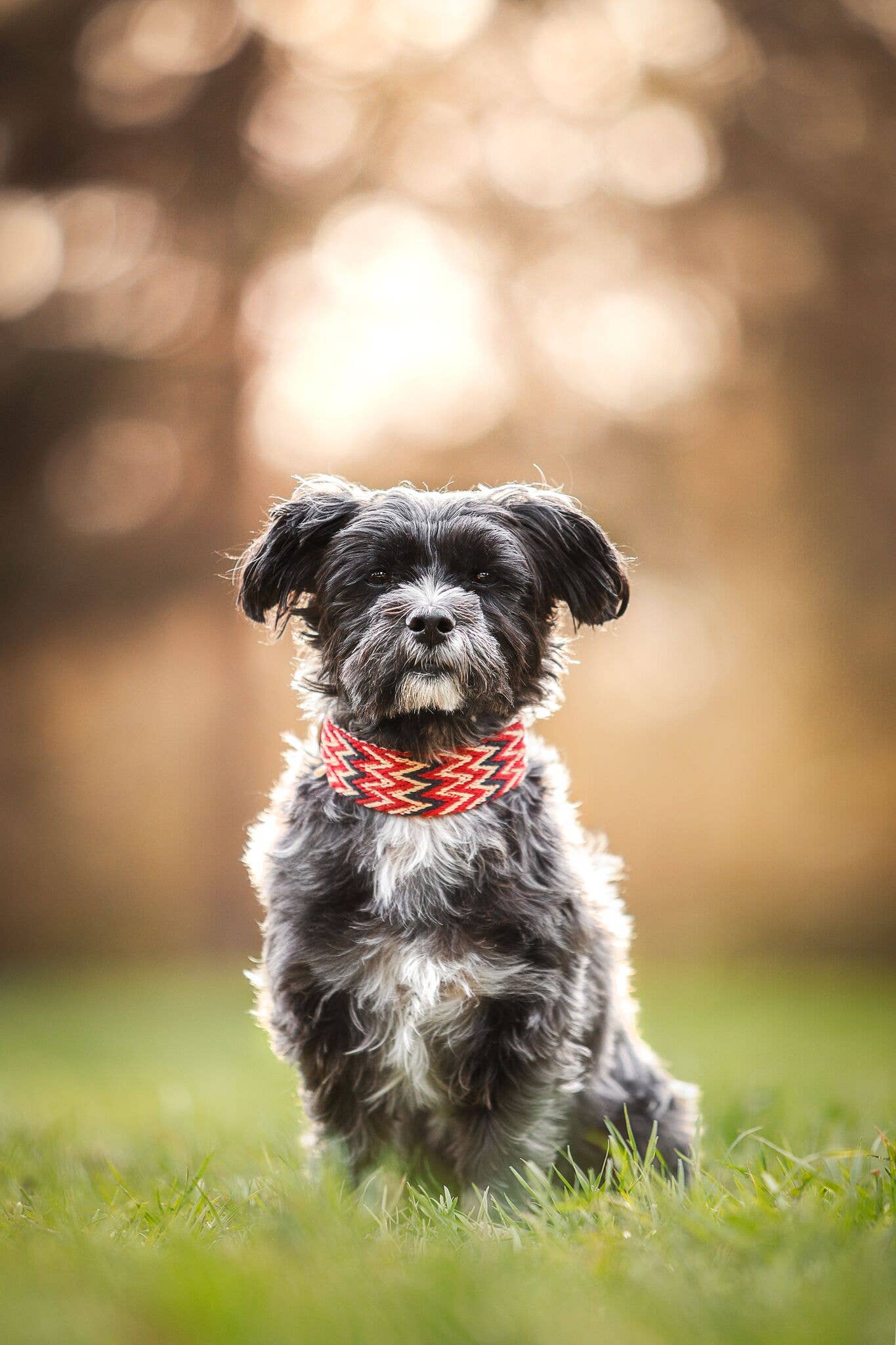 Buddys dogwear - Venta al por mayor Collar - Perros - Collar para perro rojo peruano4