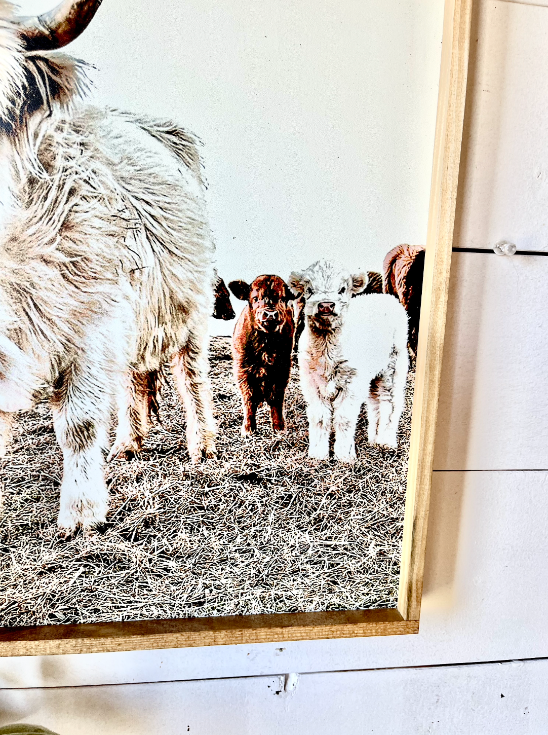 Simply Stained Shop - Wholesale Sign - Denarys and calves Black White Highland Cow1