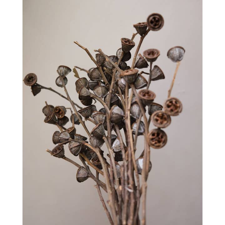 Twenty Third by Deanne - Wholesale Dried/Pressed Flowers - Dried Eucalyptus Fruit Big4