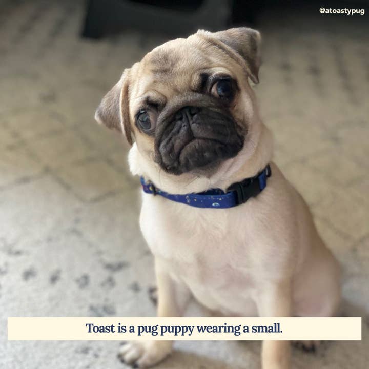 Lucy & Co. - Vendita all'ingrosso Collare - Cani - Space Doodle Collare1