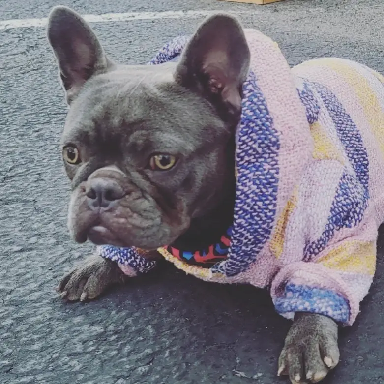 Mom And Pup Co. - Vente Poncho – chien - Poncho Baja pour chien - Sweat à capuche mexicain style bohème6