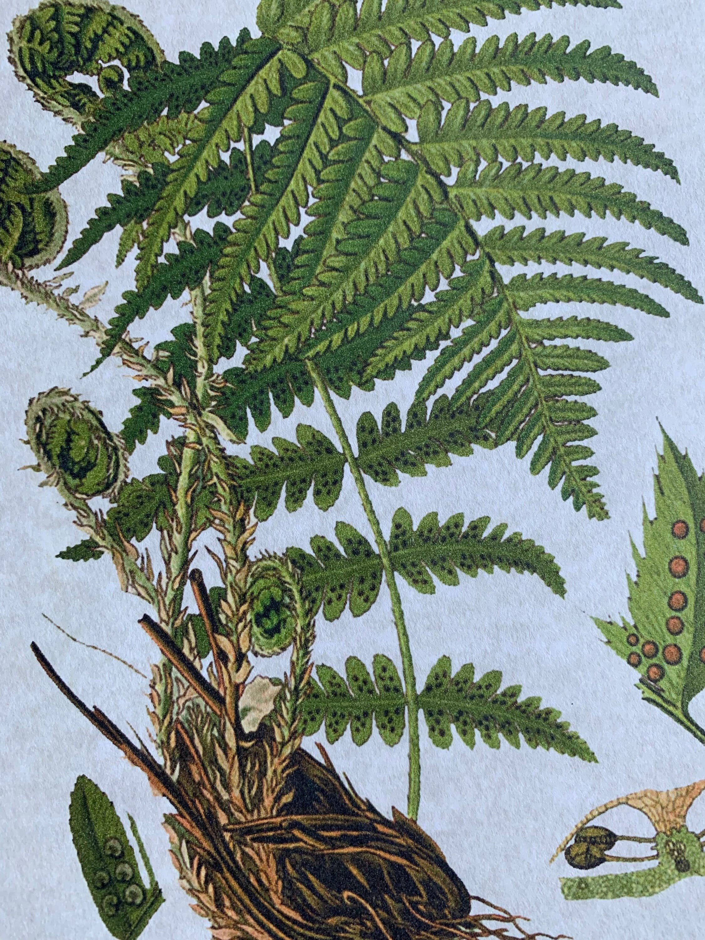 Magnifique Hearts - Wholesale Art print - Vintage Styled Fern Illustrations, Old Botanical Art Prints1