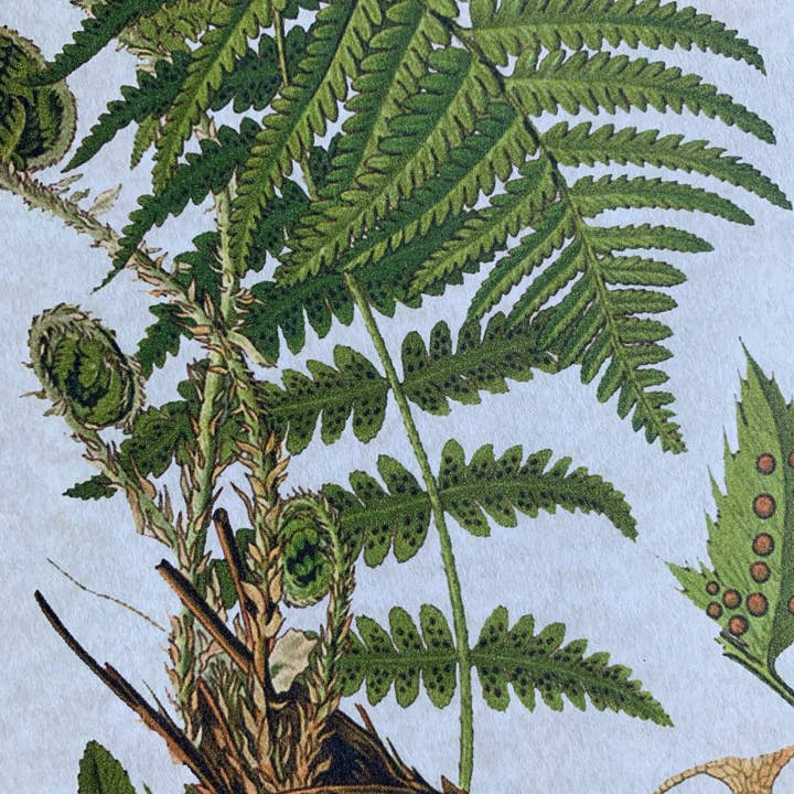 Magnifique Hearts - Vendita all'ingrosso Stampa artistica - Illustrazioni di felci in stile vintage, vecchie stampe di arte botanica1