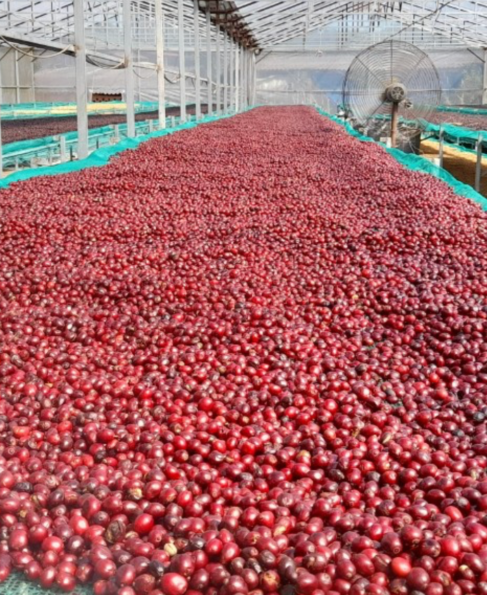 Quichapa Coffee - Wholesale Coffee Beans - Vietnam Lam Dong Future Farm5