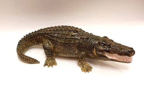 Sea Island Imports, Inc. - Wholesale Money/Piggy Bank - Bank, Alligator3