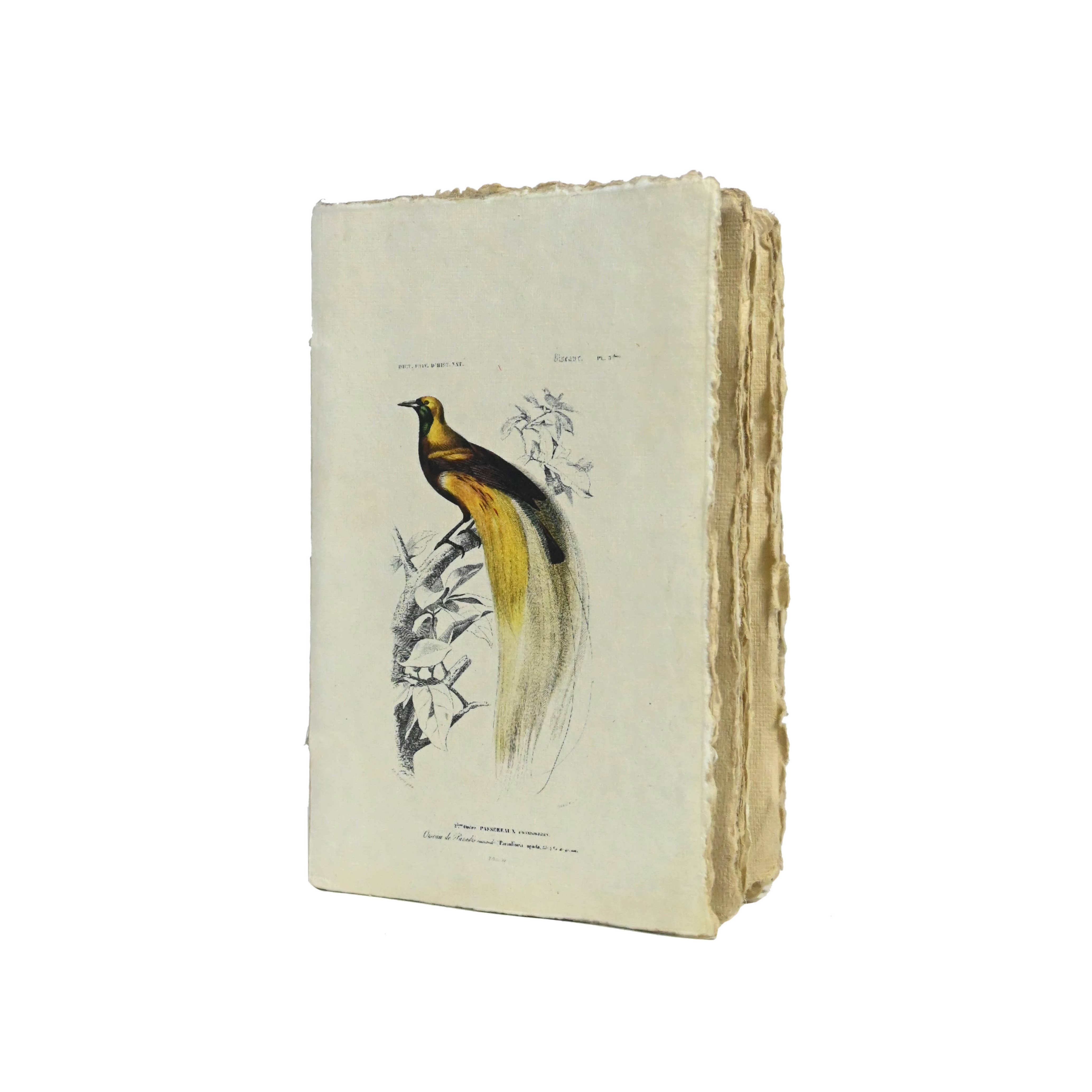 Supplement D'AM - Wholesale Notebook - Vintage Birds Parchment Paper Notebook2
