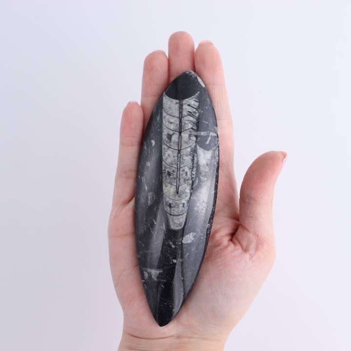 Mi Esperanza Minerals - Wholesale Spiritual Stone/Crystal - Orthoceras Polished Set of 53