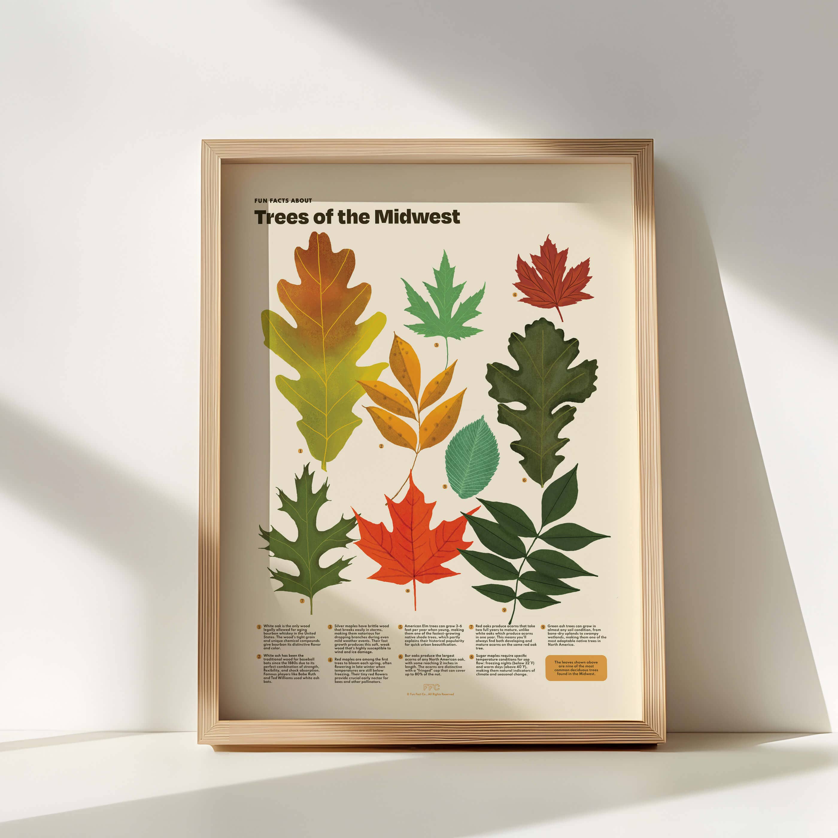 Fun Fact Co. - Wholesale Art Print - Trees of the Midwest Print, Leaves Scientific Illustration1